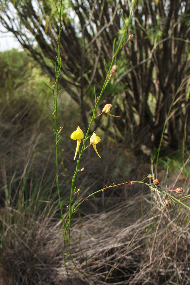 Image of Kickxia scoparia specimen.