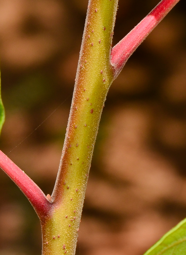 Image of Rhus copallinum specimen.