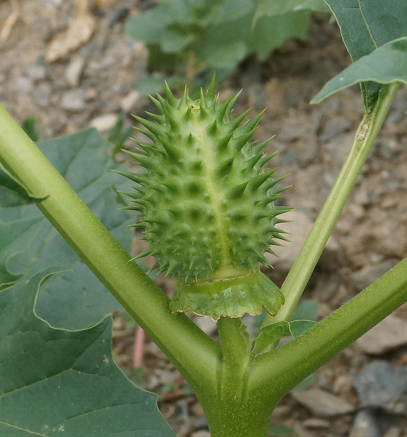 Image of Datura stramonium specimen.