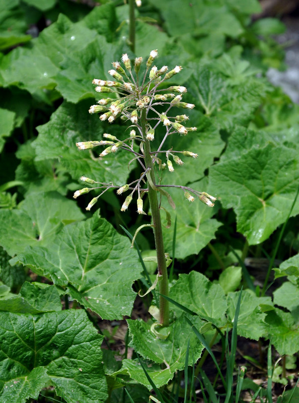 Image of Petasites albus specimen.