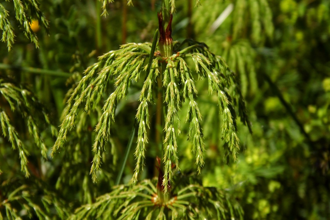 Image of Equisetum sylvaticum specimen.