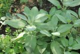 Salvia officinalis. Верхушки побегов. Краснодарский край, Черноморское побережье Кавказа, г. Новороссийск, в культуре. 15 июля 2014 г.