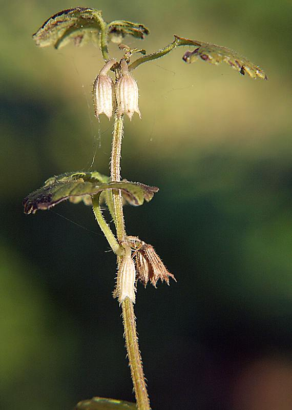 Image of Glechoma hederacea specimen.