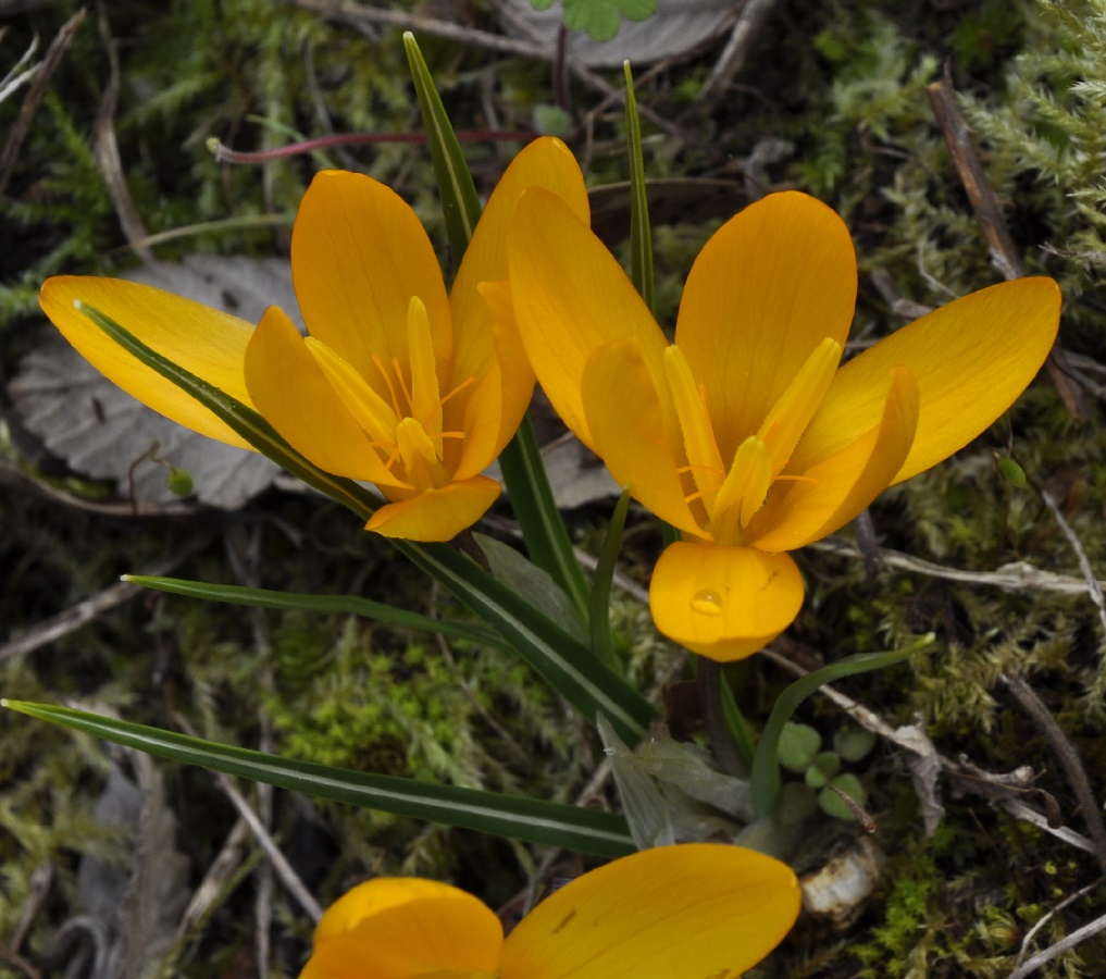 Image of Crocus olivieri specimen.