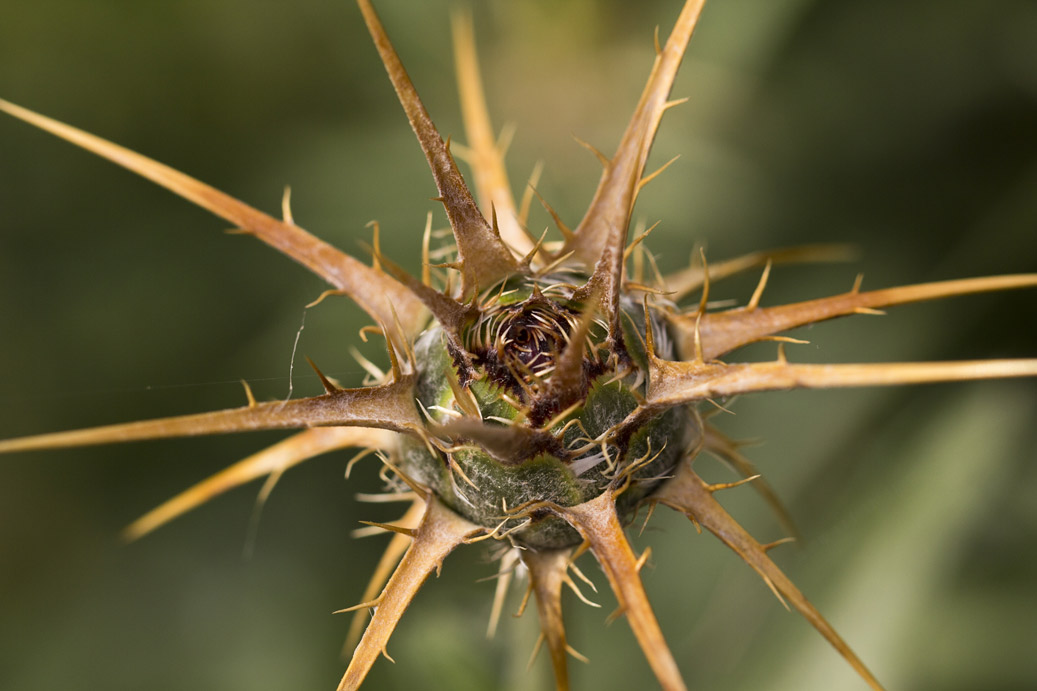 Изображение особи Centaurea laconica.