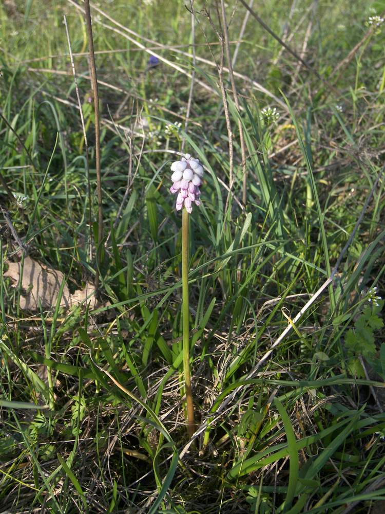 Изображение особи Muscari neglectum.