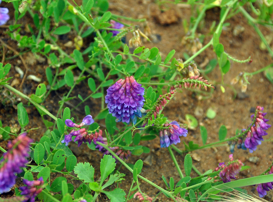 Image of Vicia amurensis specimen.