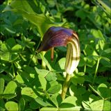 Arisarum vulgare