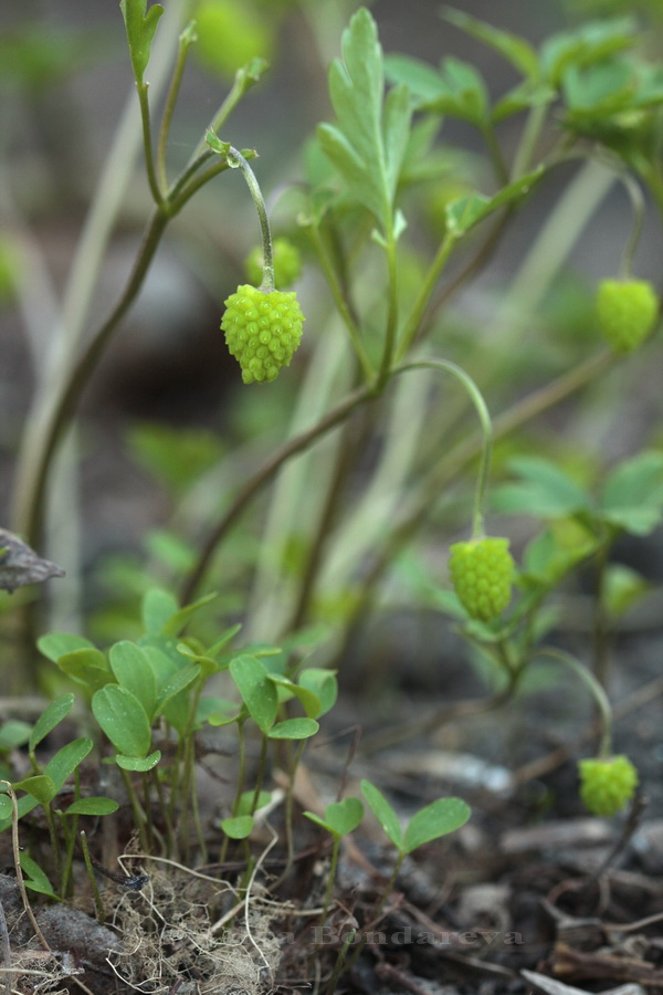 Image of Anemone caucasica specimen.