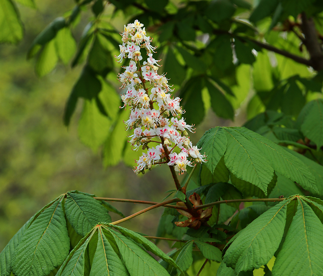 Image of Aesculus hippocastanum specimen.