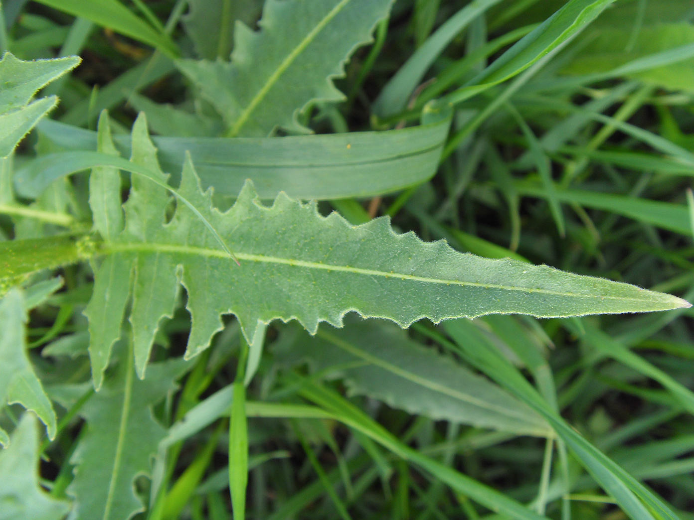 Image of Bunias orientalis specimen.