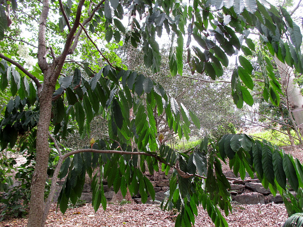 Изображение особи Saraca thaipingensis.