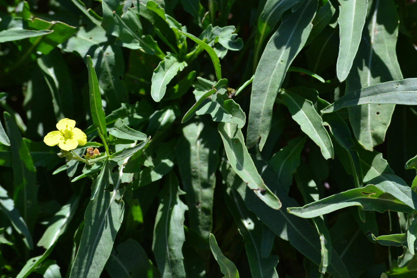 Image of Diplotaxis tenuifolia specimen.