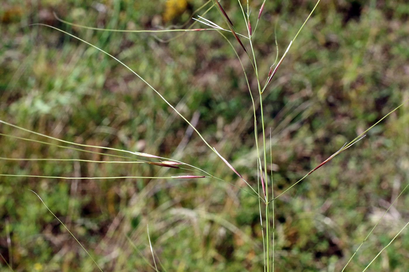 Изображение особи Stipa capillata.