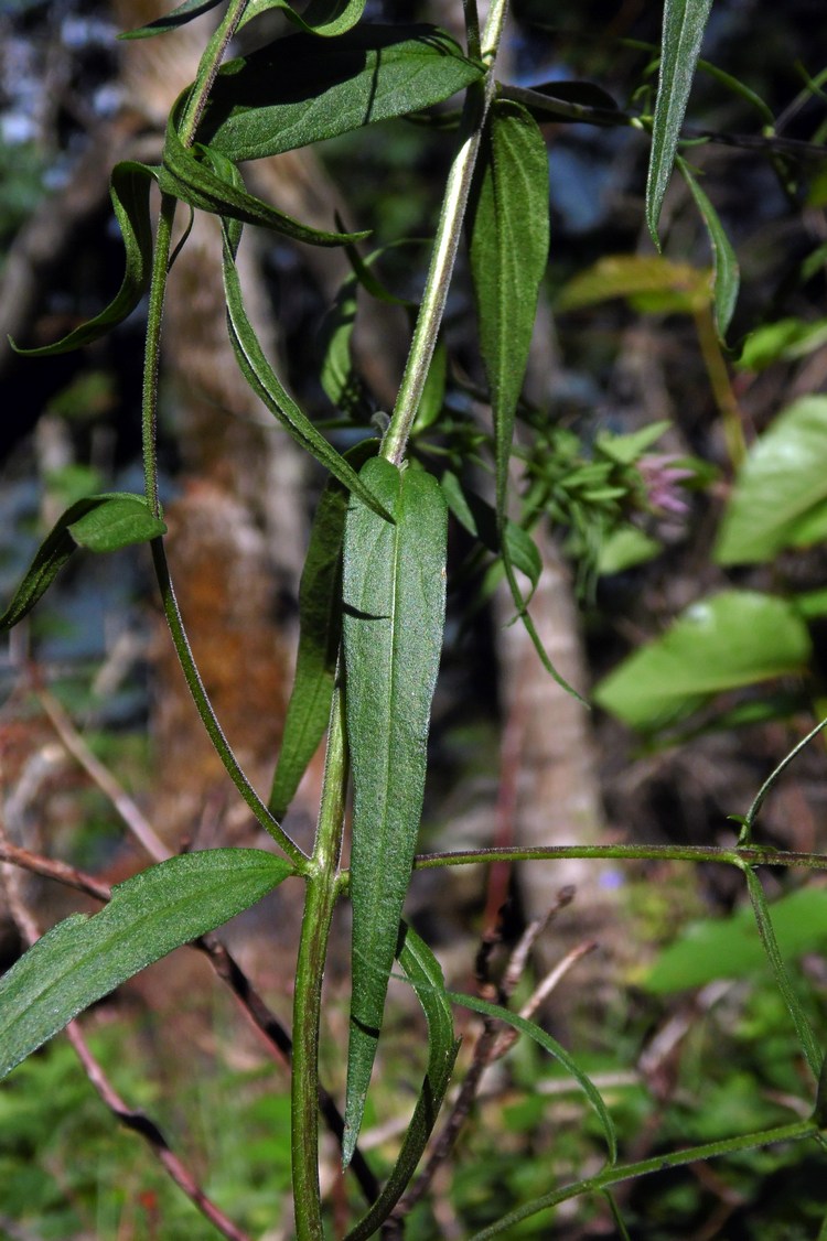 Изображение особи Melampyrum argyrocomum.