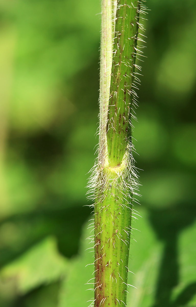 Изображение особи Chaerophyllum aromaticum.