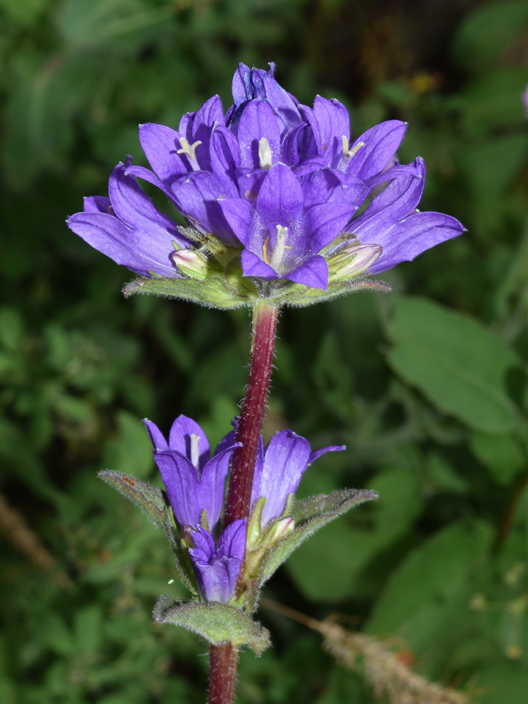 Изображение особи Campanula glomerata.