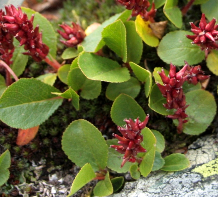 Image of Salix turczaninowii specimen.