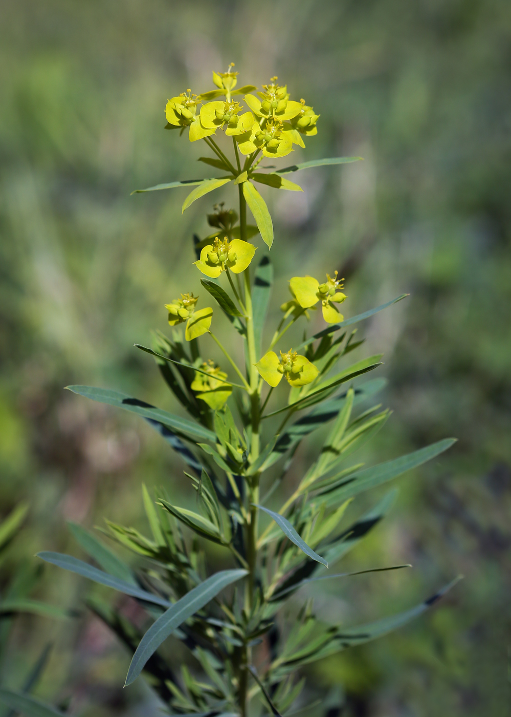 Image of Euphorbia virgata specimen.