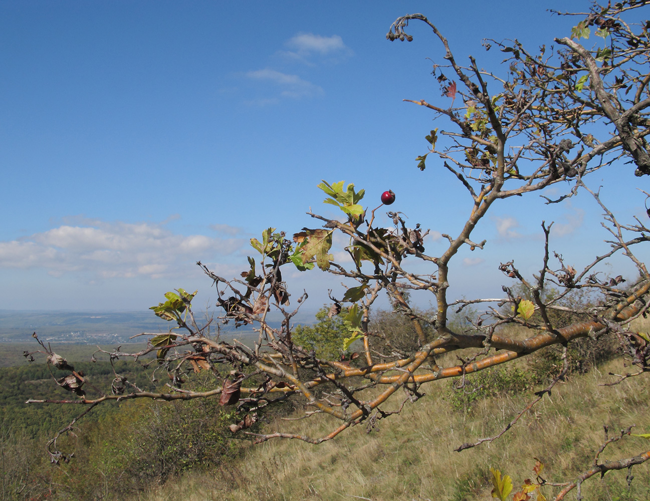 Image of genus Crataegus specimen.