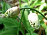 Allium ochotense