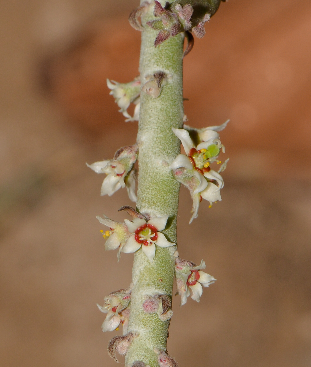 Изображение особи Euphorbia antisyphilitica.