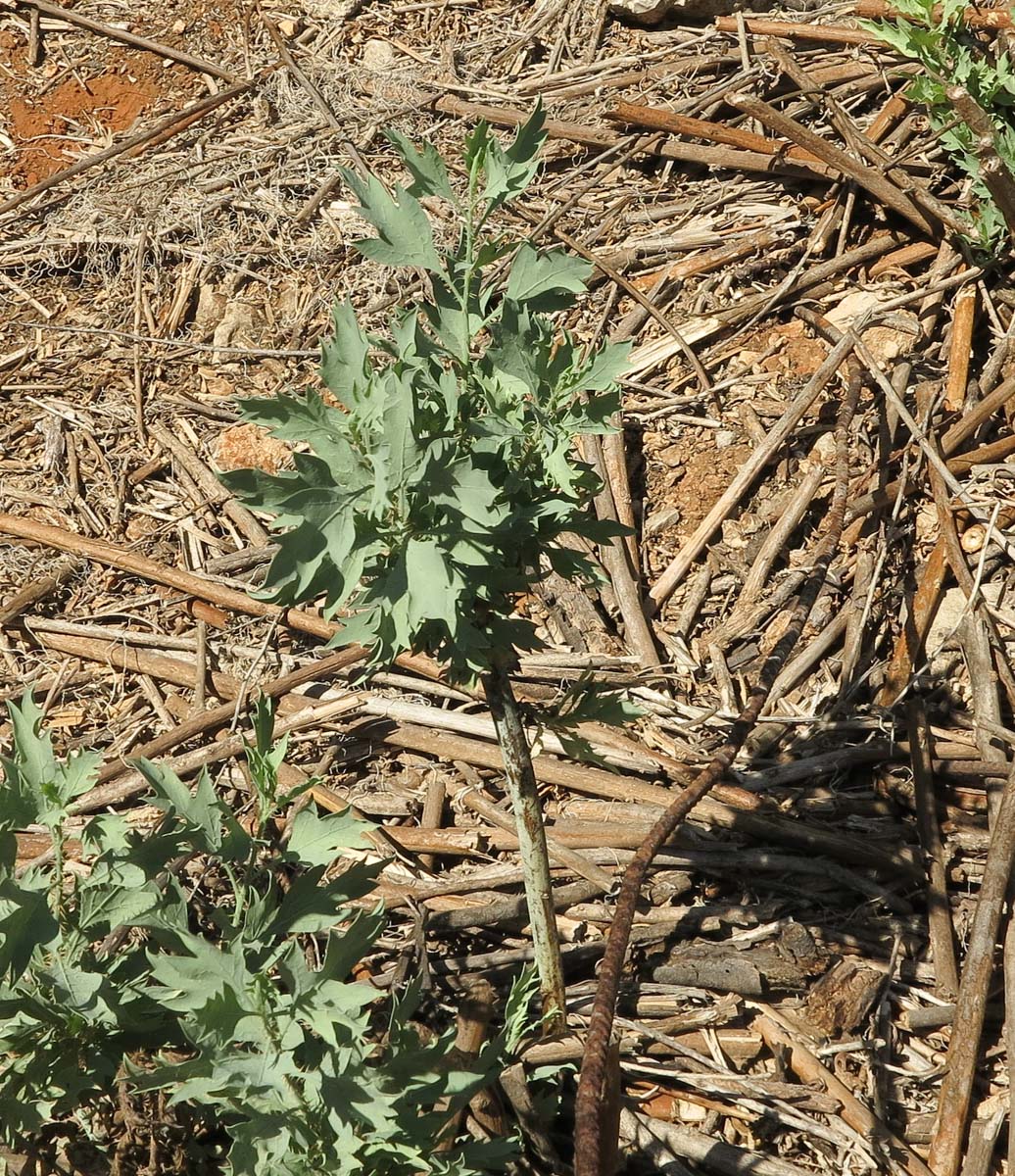 Image of Romneya coulteri specimen.