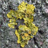 Xanthoria parietina