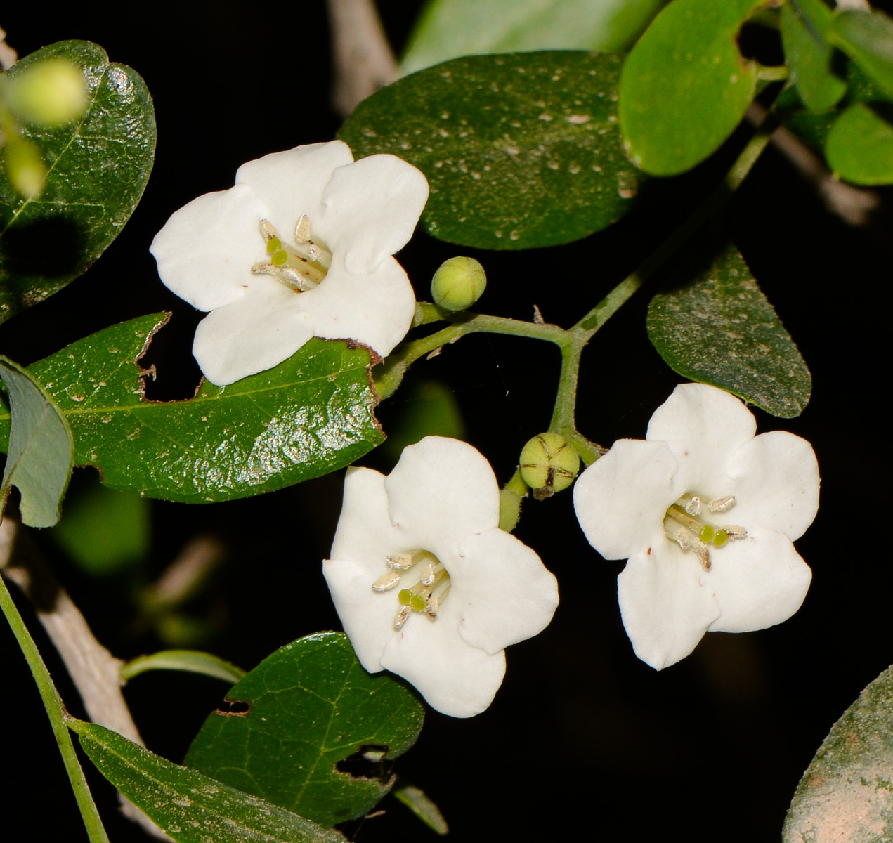 Image of Bourreria ovata specimen.