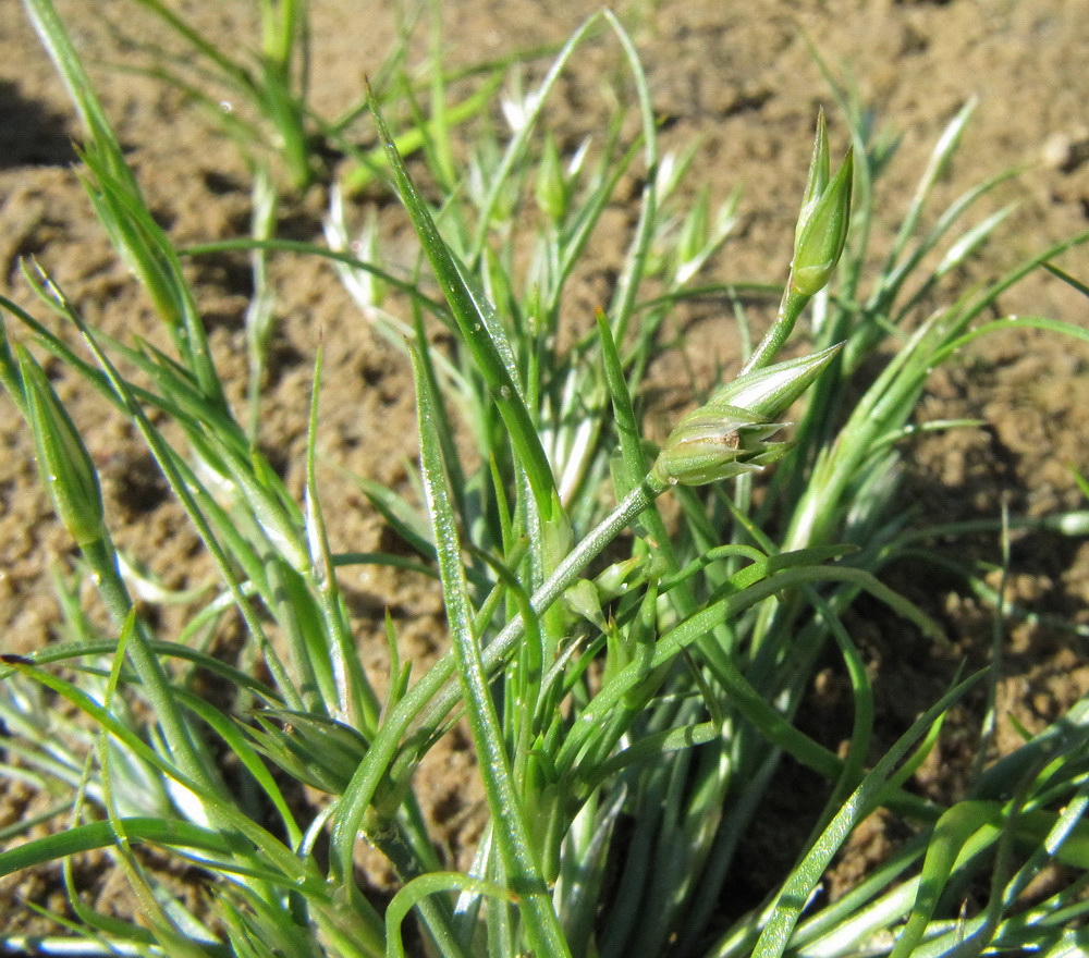 Image of Juncus bufonius specimen.