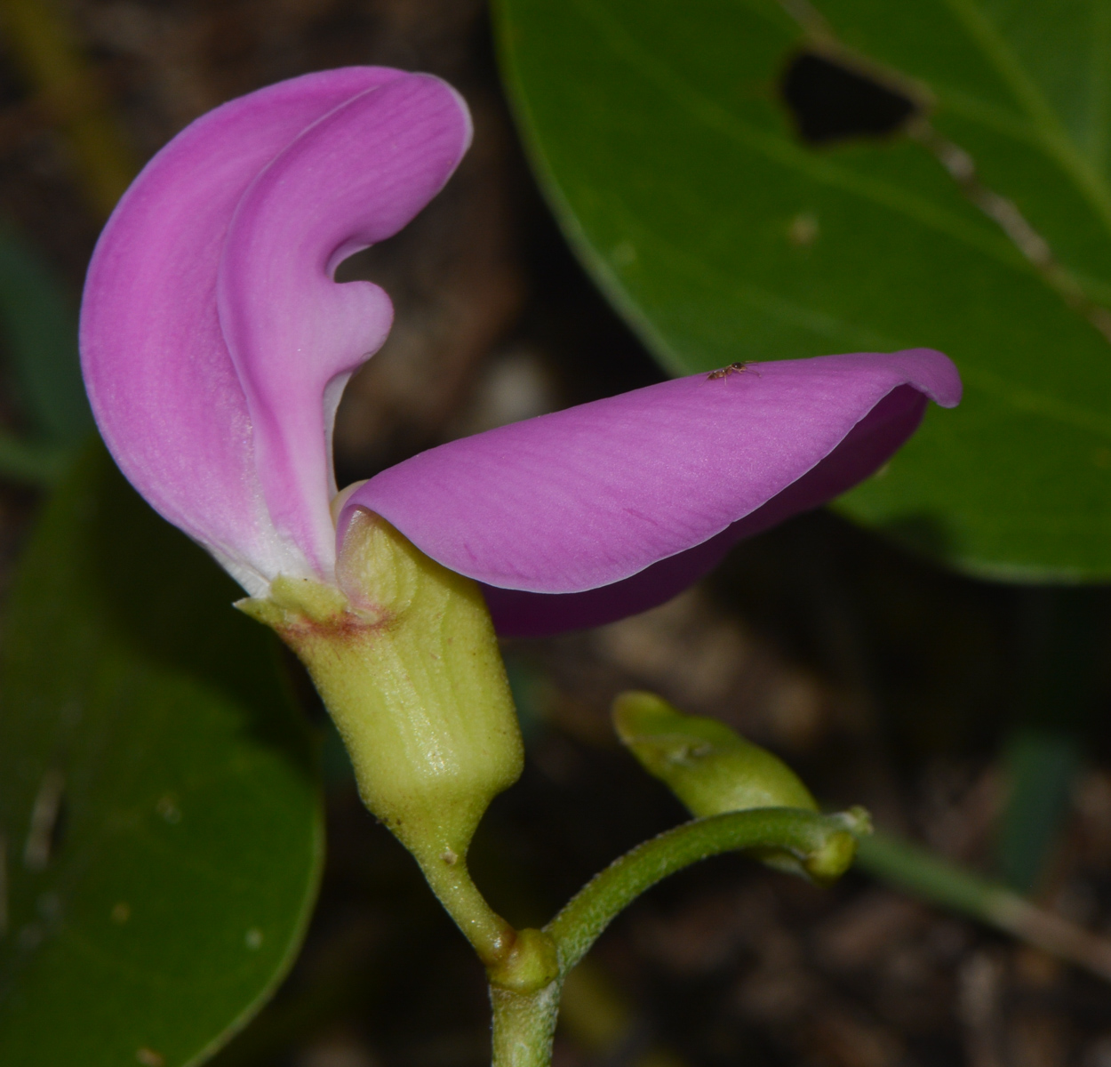 Image of Canavalia maritima specimen.