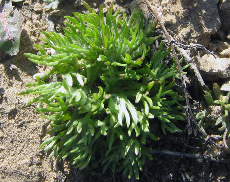 Изображение особи Ceratocephala orthoceras.