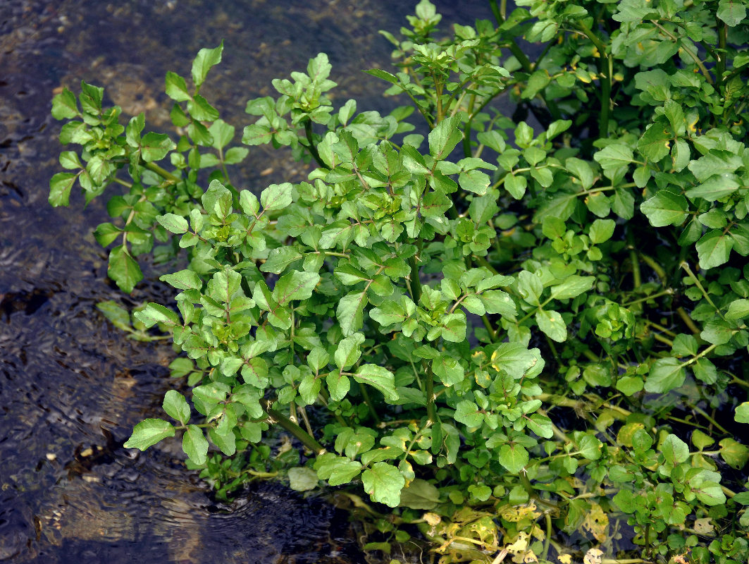 Image of Nasturtium officinale specimen.