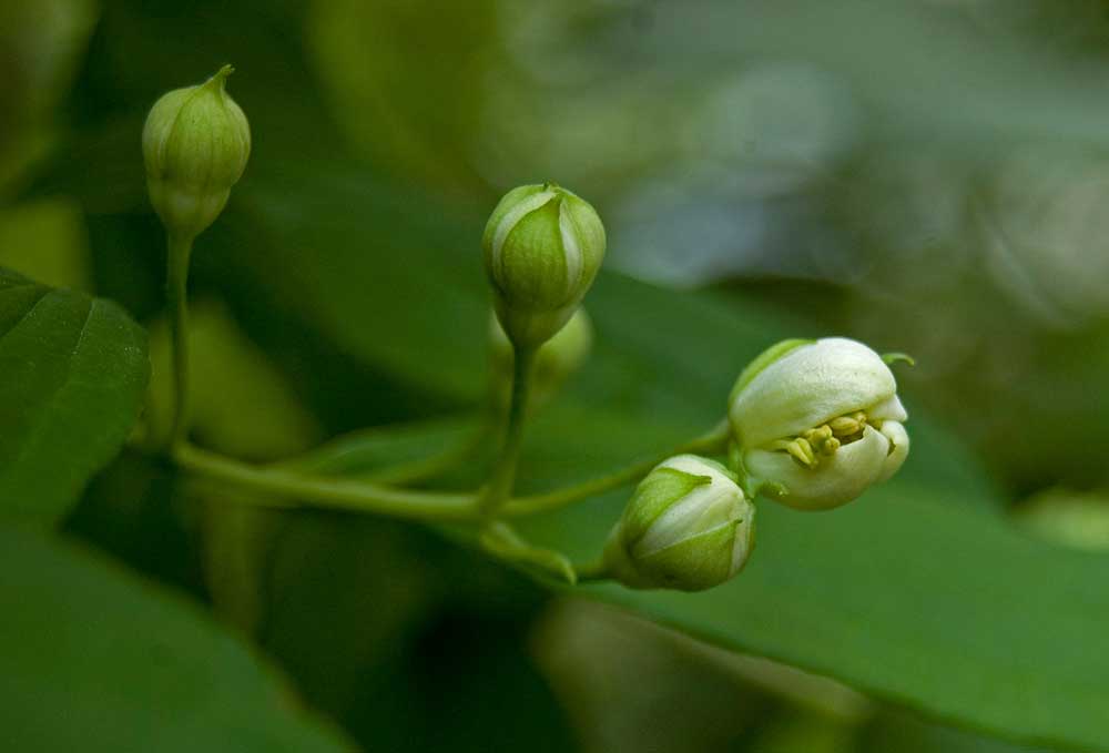 Image of Philadelphus coronarius specimen.