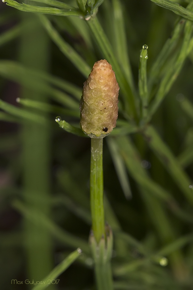 Image of genus Equisetum specimen.