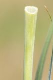 genus Tragopogon. Верхушка побега со срезом под соплодием. Ростовская обл., Неклиновский р-н, Новобессергеневское с/п, балка Платонова, в степи. 24.07.2017.