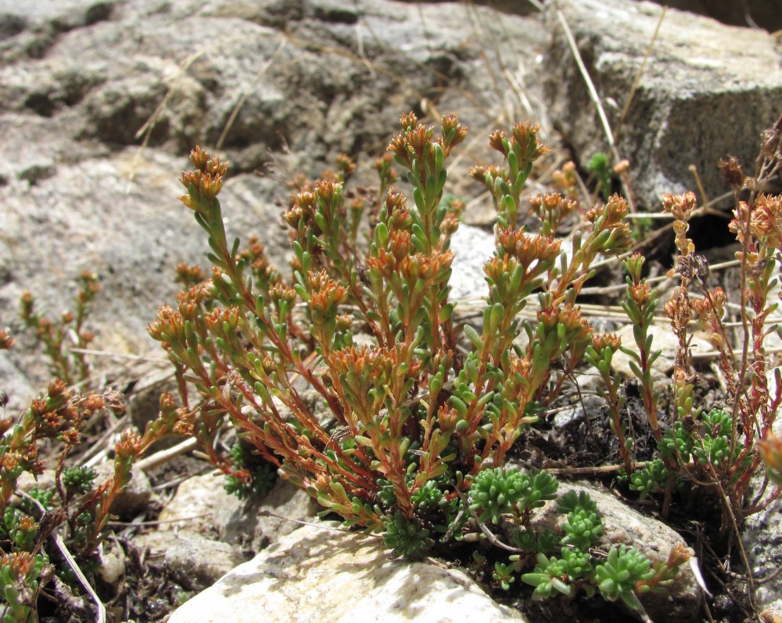 Image of Sedum tenellum specimen.