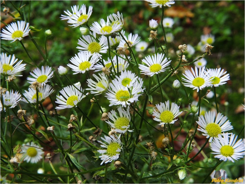 Изображение особи Erigeron annuus.