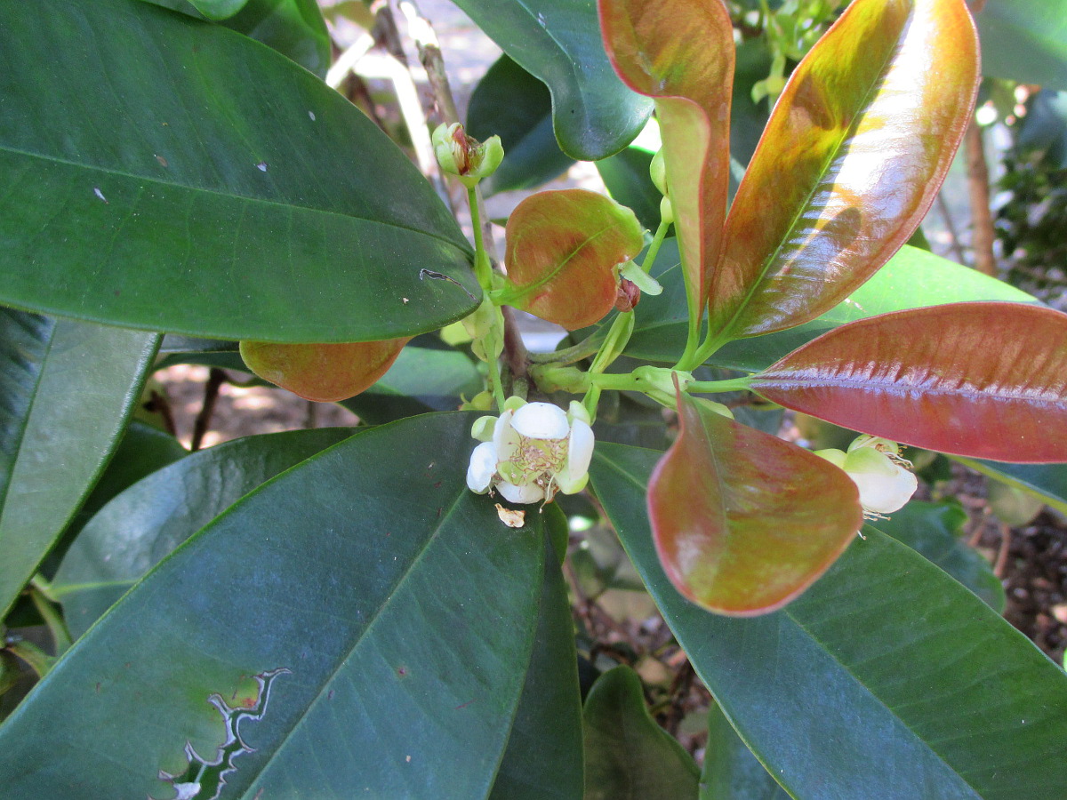 Image of Eugenia brasiliensis specimen.