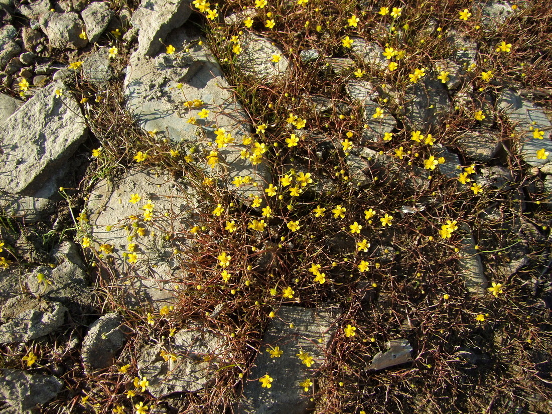 Image of Ranunculus reptans specimen.