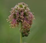 Poterium sanguisorba