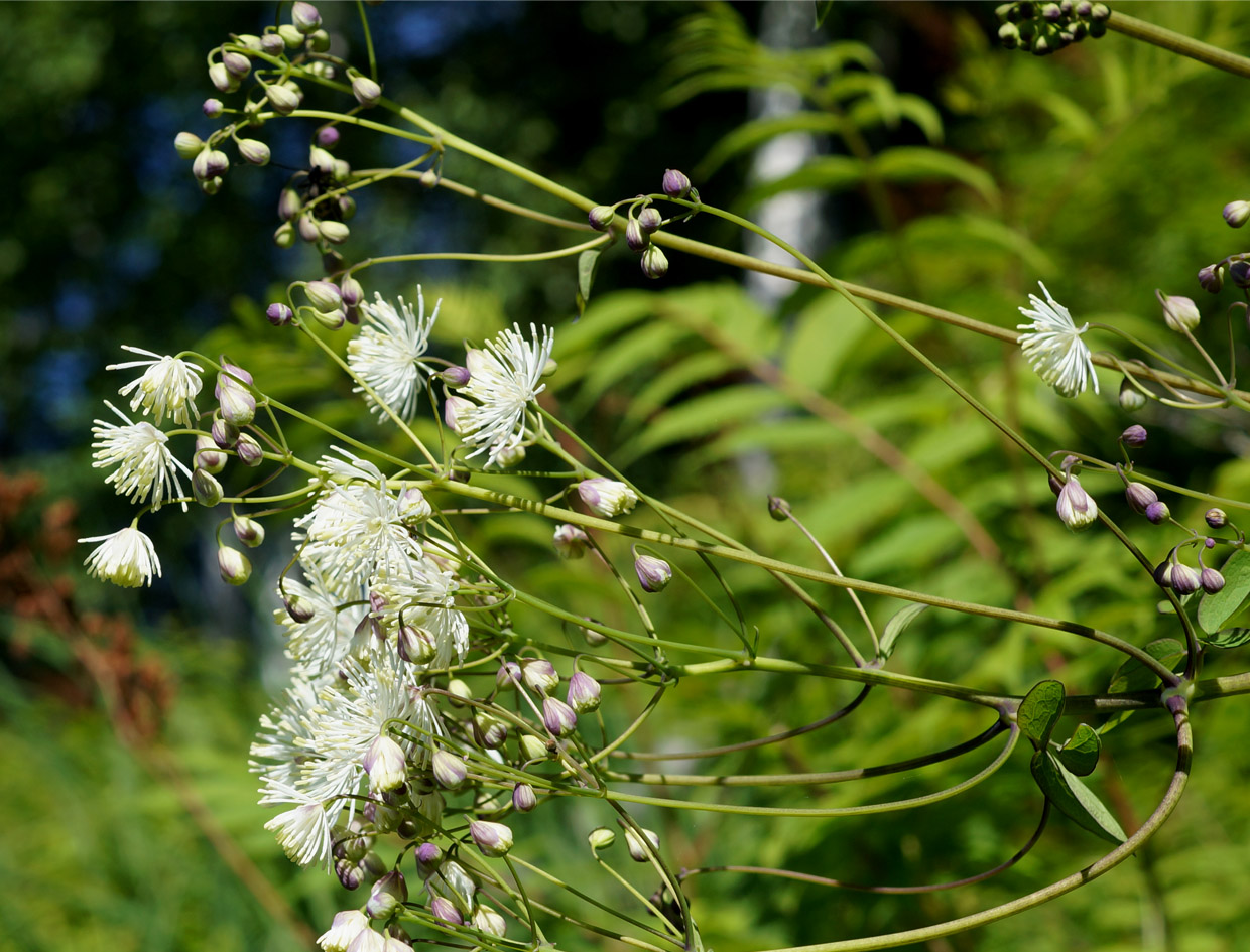 Image of Thalictrum contortum specimen.