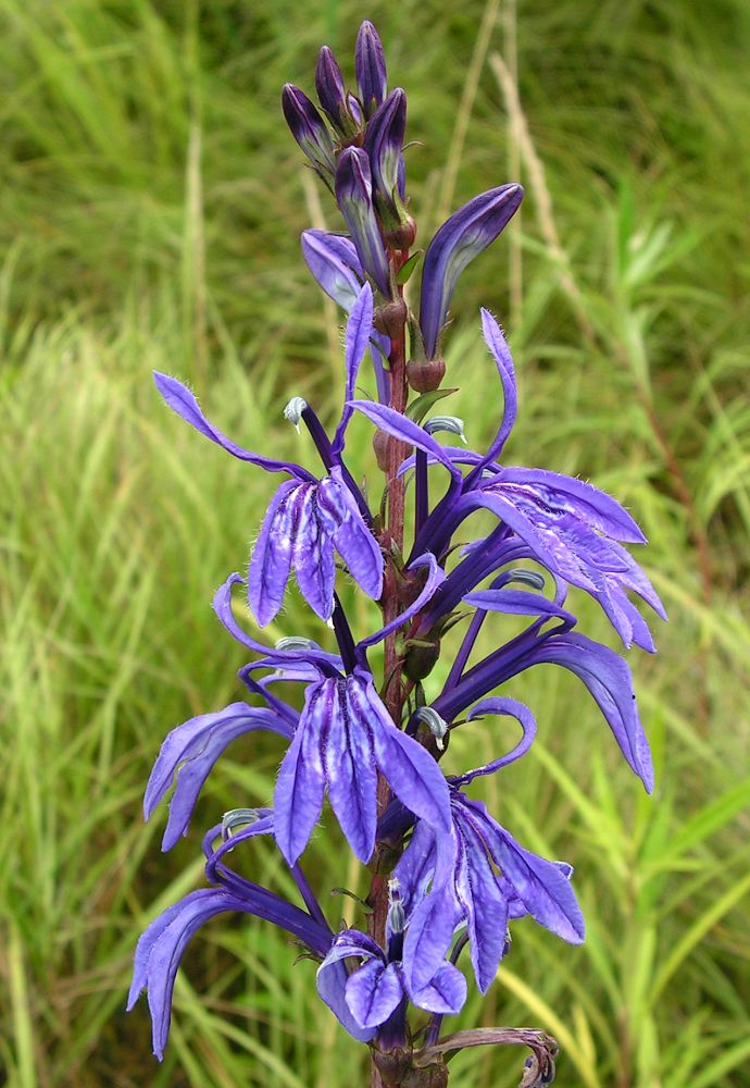 Image of Lobelia sessilifolia specimen.