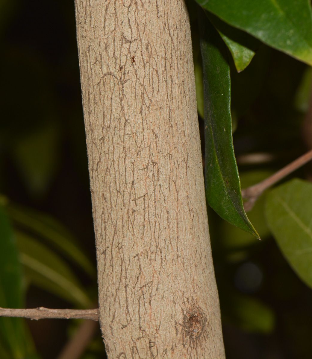 Image of Combretum erythrophyllum specimen.