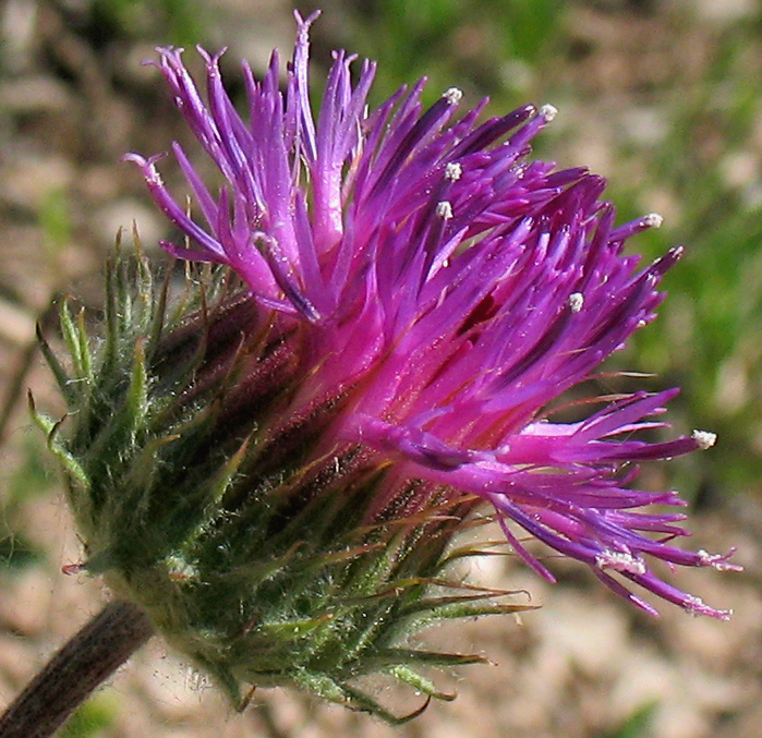 Image of Jurinea ledebourii specimen.