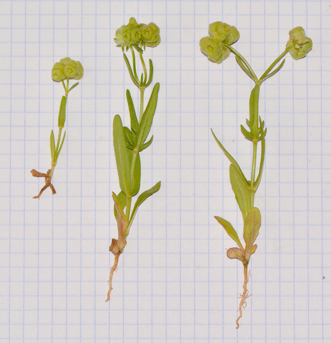 Image of Valerianella vesicaria specimen.