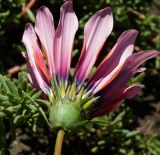 Gazania rigens