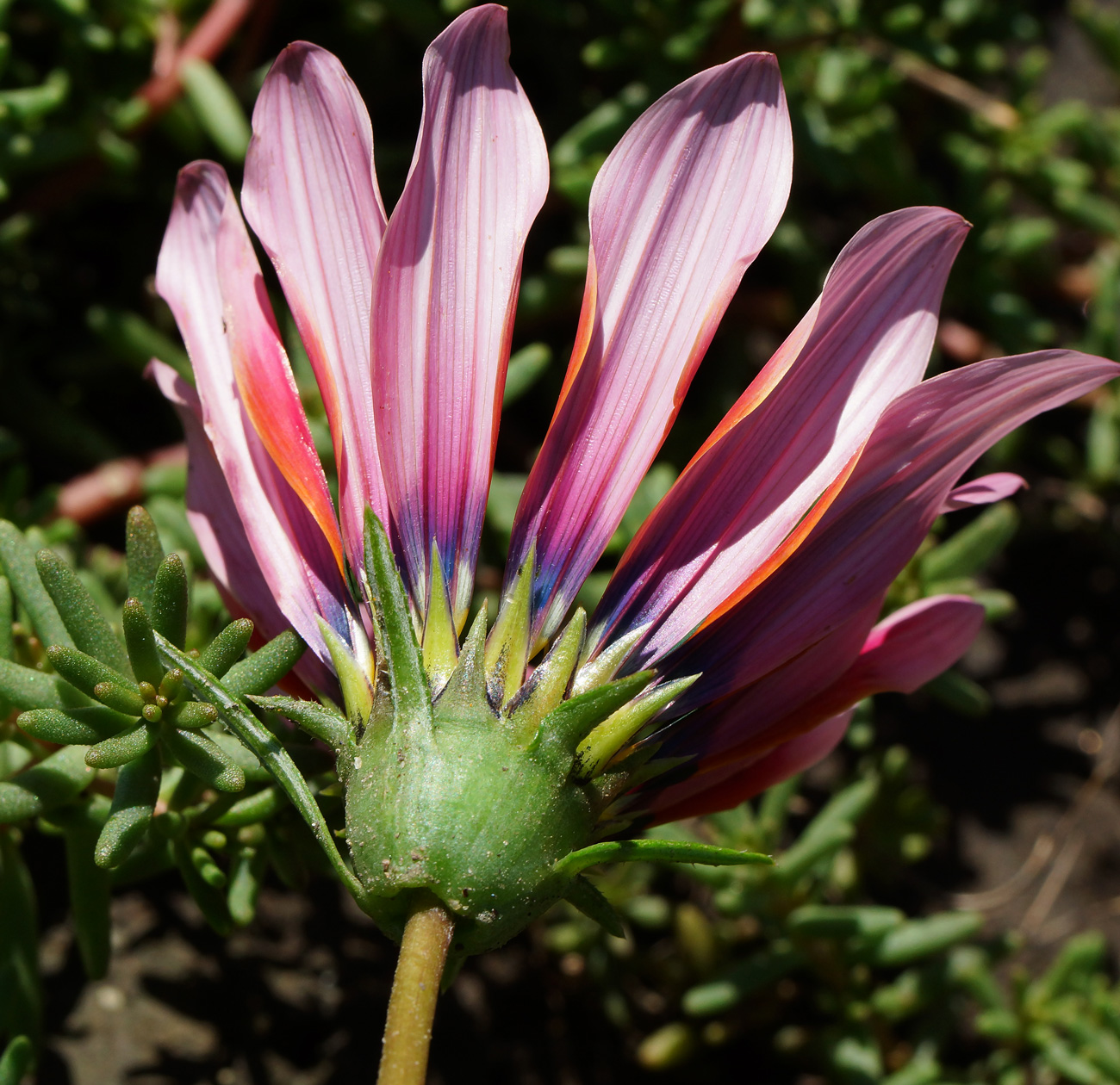 Image of Gazania rigens specimen.