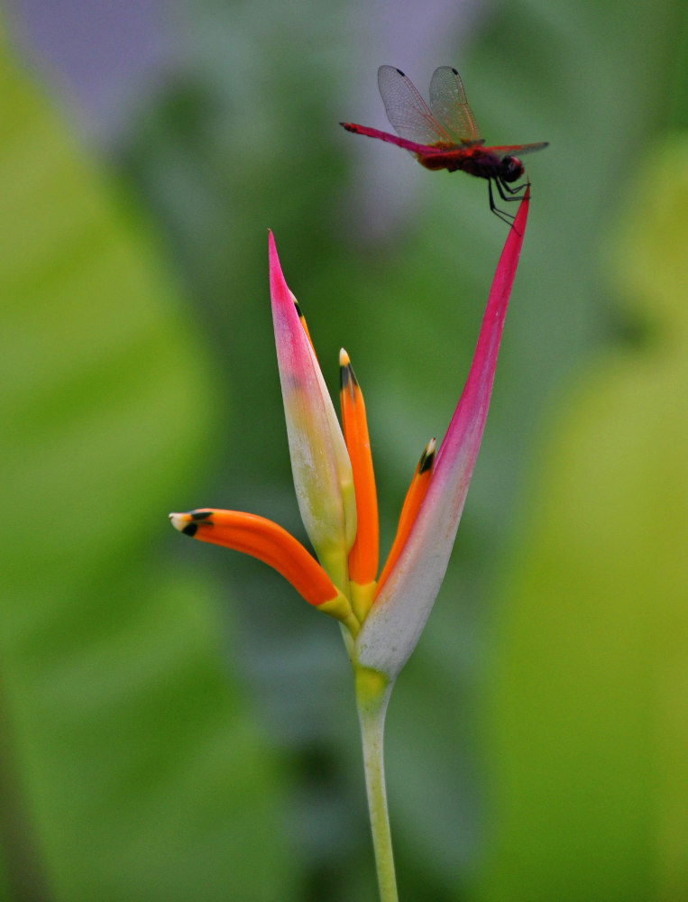 Изображение особи Heliconia psittacorum.