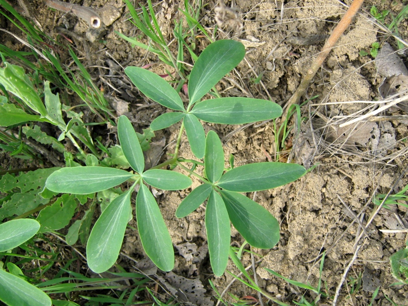 Изображение особи Gymnospermium odessanum.